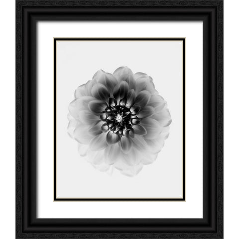X-Ray Black Ornate Wood Framed Art Print with Double Matting by Zhao, Alex