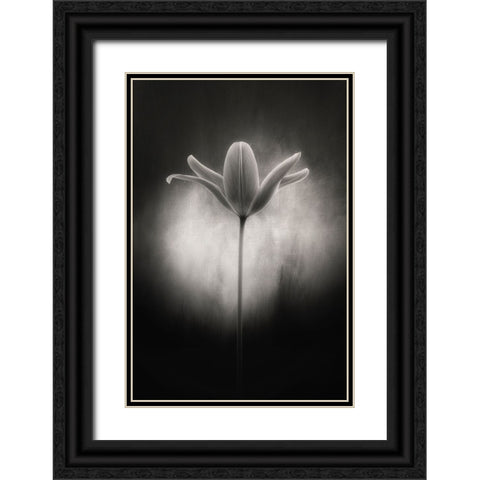 Tulip in black and white Black Ornate Wood Framed Art Print with Double Matting by Gronkjar, Lotte