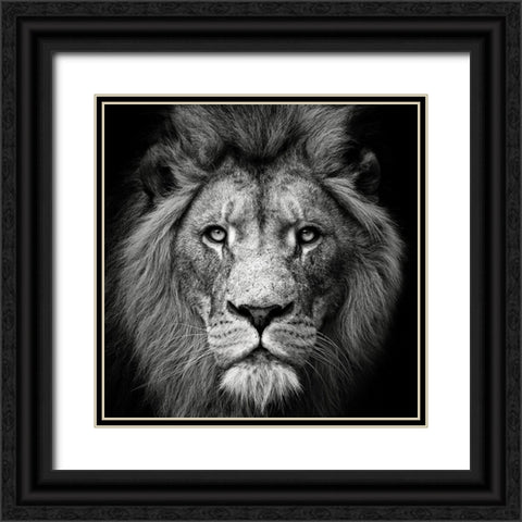 Stare Me Down #3 Black Ornate Wood Framed Art Print with Double Matting by Meermann, Christian