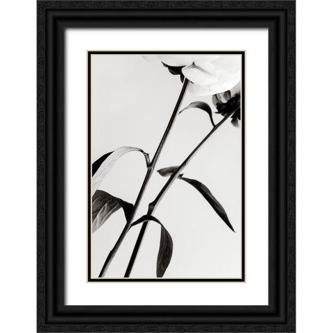 Peony 08 Black Ornate Wood Framed Art Print with Double Matting by 1x Studio III