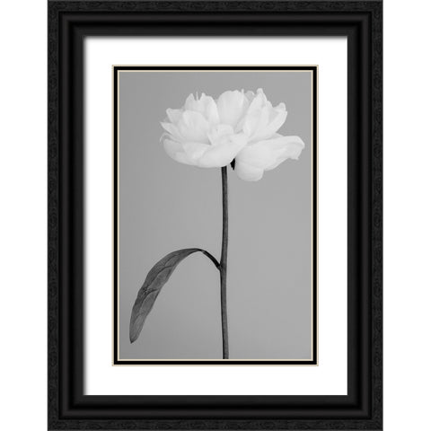 Peony 14 Black Ornate Wood Framed Art Print with Double Matting by 1x Studio III