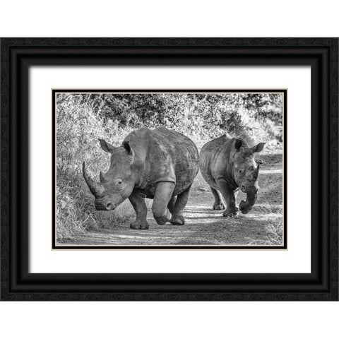 The Two Rhinos - Wildlife III Black Ornate Wood Framed Art Print with Double Matting by Richter, Regine
