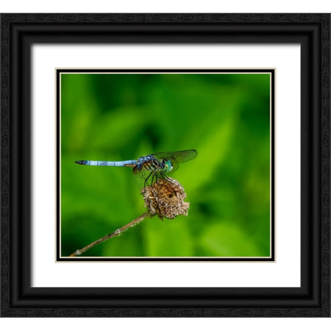 Blue Dasher Dragonfly Black Ornate Wood Framed Art Print with Double Matting by Haddix, Steven