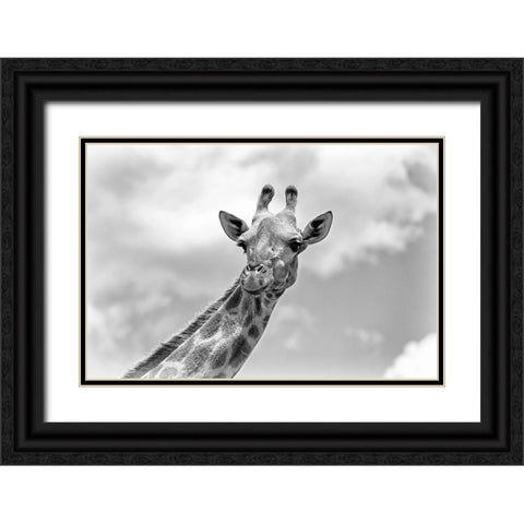 The giraffe - Wildlife V Black Ornate Wood Framed Art Print with Double Matting by Richter, Regine
