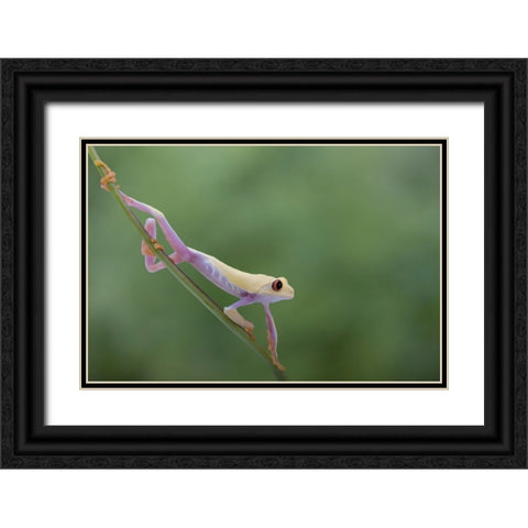 Morning Stretch Black Ornate Wood Framed Art Print with Double Matting by Wolbers, Louise