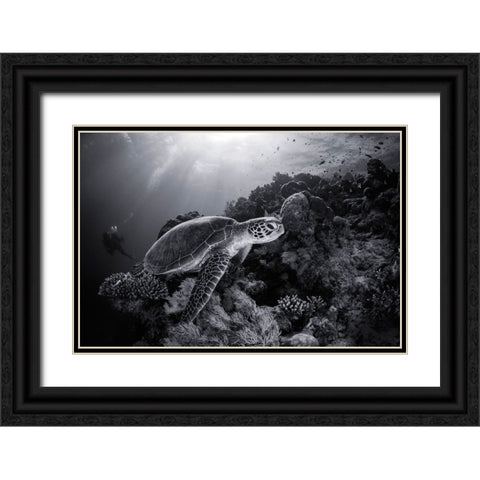Green Turtle In Black And White Black Ornate Wood Framed Art Print with Double Matting by Gabriel, Barathieu