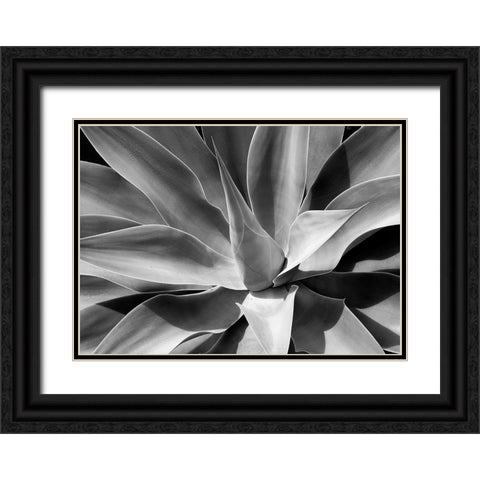 The Cone Black Ornate Wood Framed Art Print with Double Matting by Schull, Harald