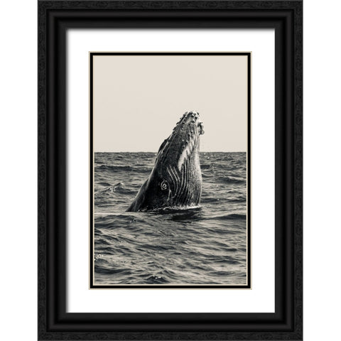 Secret Of Whale Black Ornate Wood Framed Art Print with Double Matting by Melesan, Serge