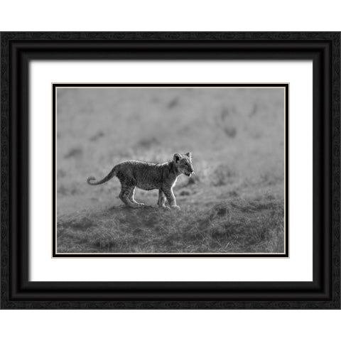 MORNING CAT Black Ornate Wood Framed Art Print with Double Matting by Marx, Jaco