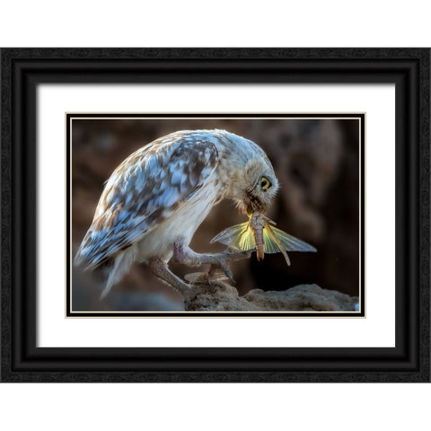 Peeping Owl Eating Dragonfly Black Ornate Wood Framed Art Print with Double Matting by Allam, Abdelkader
