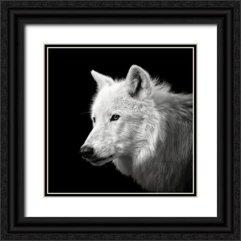 White Wolf #2 Black Ornate Wood Framed Art Print with Double Matting by Meermann, Christian