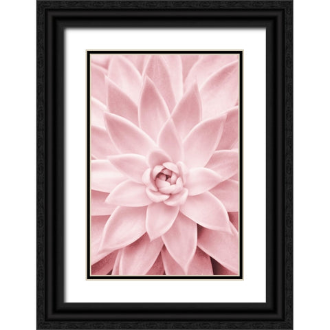 Pink Succulent Black Ornate Wood Framed Art Print with Double Matting by Pienaar, Kathrin