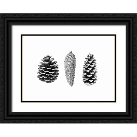 Pine Cone Study Black Ornate Wood Framed Art Print with Double Matting by Pienaar, Kathrin