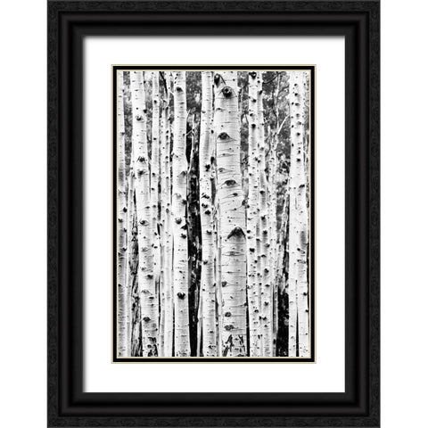 Birches Black Ornate Wood Framed Art Print with Double Matting by Pienaar, Kathrin