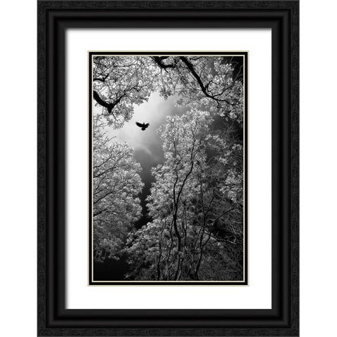 Flight Black Ornate Wood Framed Art Print with Double Matting by Stamenkovic, Goran
