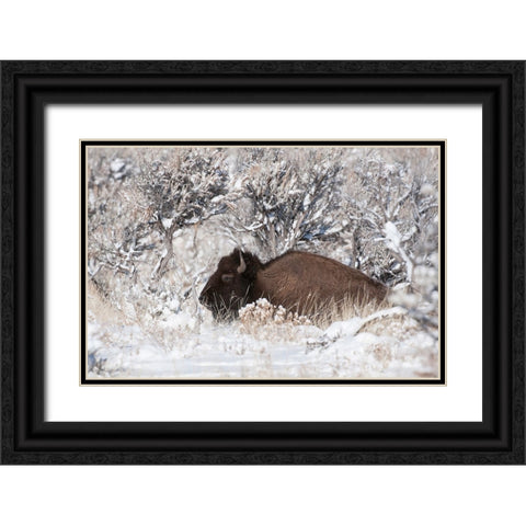Bison In Winterland Black Ornate Wood Framed Art Print with Double Matting by Forns, Fabiola