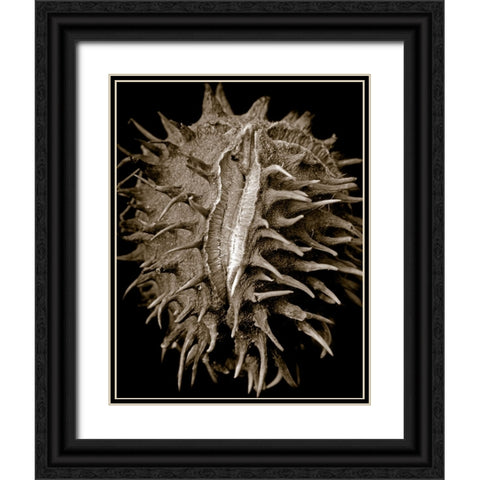 Chestnut Black Ornate Wood Framed Art Print with Double Matting by Collie, Clive