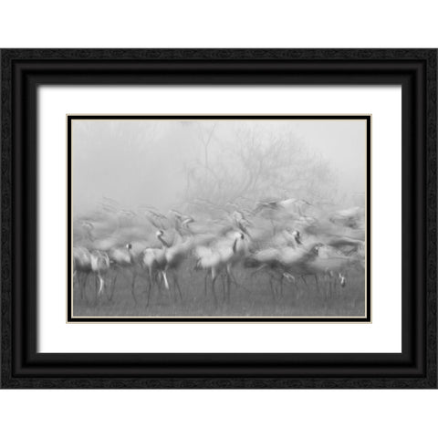 Agamon Hula Black Ornate Wood Framed Art Print with Double Matting by Eichelberg, Amnon
