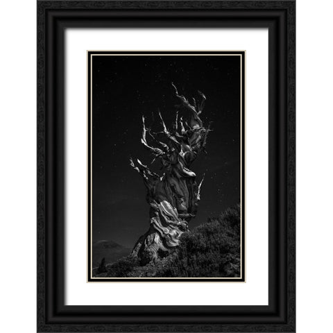 Grand-Grand-Grand-Pas Tree Black Ornate Wood Framed Art Print with Double Matting by Chenglu, Simon