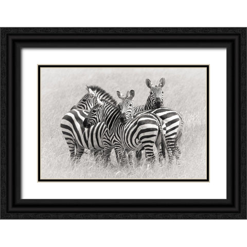 Zebras Black Ornate Wood Framed Art Print with Double Matting by Trubitsyn, Kirill