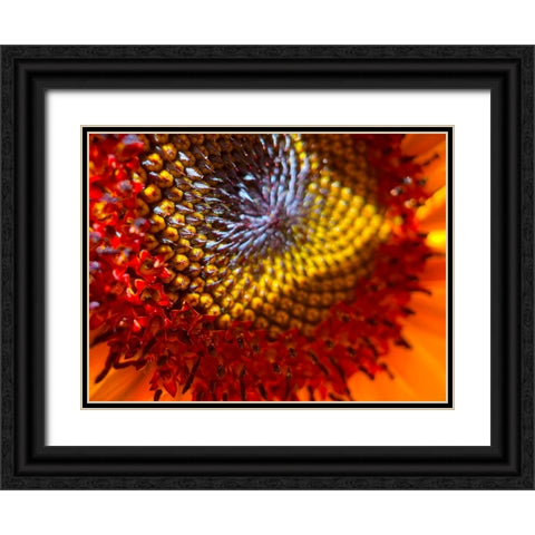 Sunflower2 Black Ornate Wood Framed Art Print with Double Matting by Tenoever, William