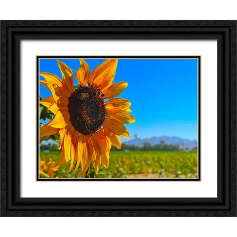 Sunflower3 Black Ornate Wood Framed Art Print with Double Matting by Tenoever, William