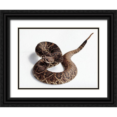Rattlesnake Rodeo in Opp-Alabama II Black Ornate Wood Framed Art Print with Double Matting by Highsmith, Carol