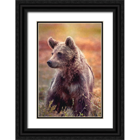 Brown Bear Black Ornate Wood Framed Art Print with Double Matting by Alpenglow Workshop
