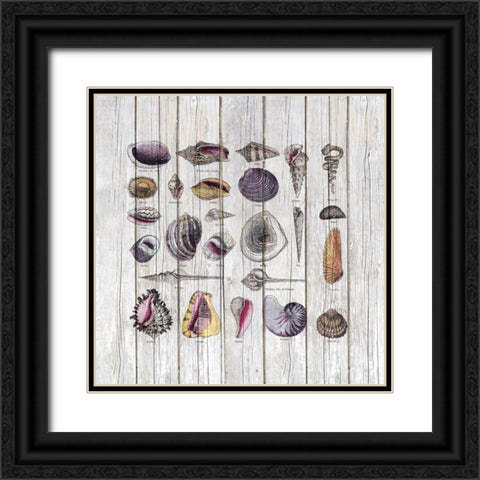 Vintage Shells Black Ornate Wood Framed Art Print with Double Matting by Haase, Andrea