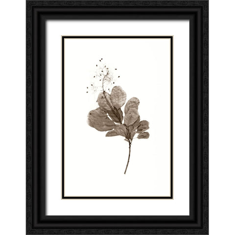 Filipendula Black Ornate Wood Framed Art Print with Double Matting by Stalus, Judy