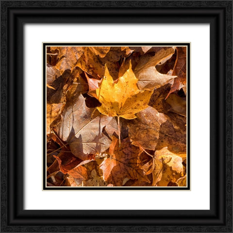 Yellow Leaf Black Ornate Wood Framed Art Print with Double Matting by Stalus, Judy