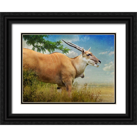 Stepping out female common eland Black Ornate Wood Framed Art Print with Double Matting by Vest, Christopher