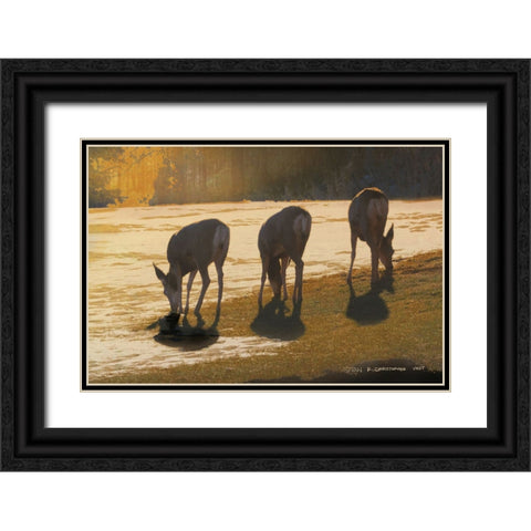 Deer Grazing at City Park Black Ornate Wood Framed Art Print with Double Matting by Vest, Christopher
