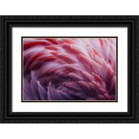 Flamingo Black Ornate Wood Framed Art Print with Double Matting by Beata, Angyalosi