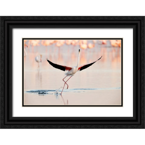 Flamingo dancing Black Ornate Wood Framed Art Print with Double Matting by Gil Raga, Joan