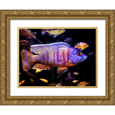 Aquarium Fish 1 Gold Ornate Wood Framed Art Print with Double Matting by Lee, Rachel