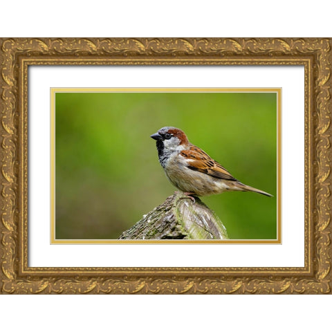 Bird 5 Gold Ornate Wood Framed Art Print with Double Matting by Lee, Rachel