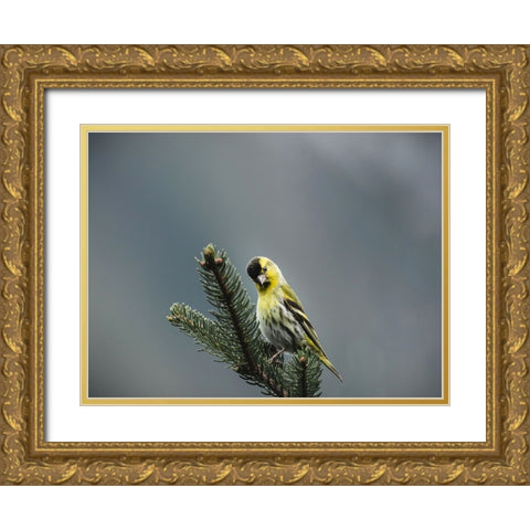 Bird 62 Gold Ornate Wood Framed Art Print with Double Matting by Lee, Rachel
