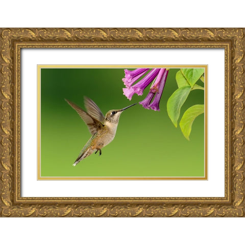 Bird 7 Gold Ornate Wood Framed Art Print with Double Matting by Lee, Rachel