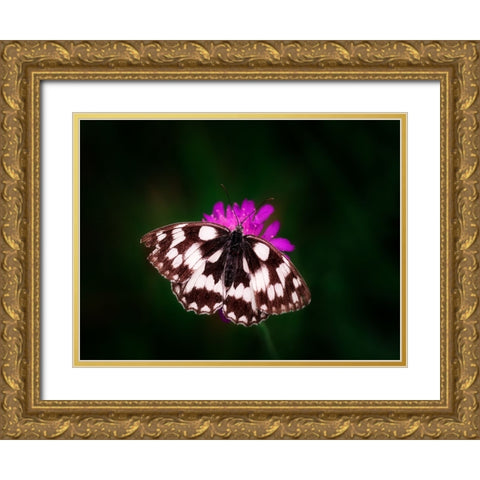 Butterfly 3 Gold Ornate Wood Framed Art Print with Double Matting by Lee, Rachel
