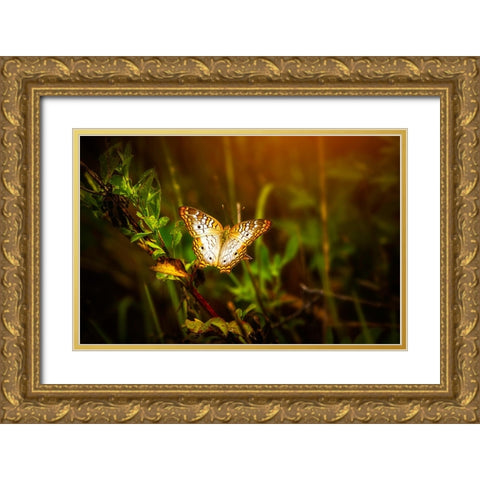 Butterfly 7 Gold Ornate Wood Framed Art Print with Double Matting by Lee, Rachel