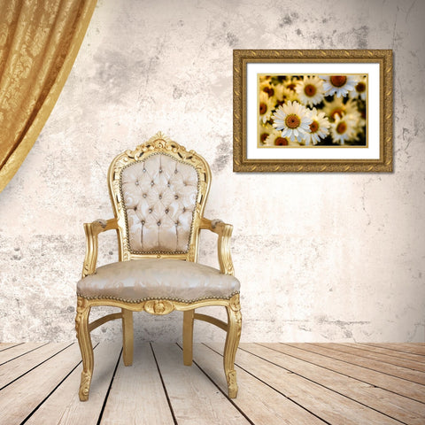 Daisies Gold Ornate Wood Framed Art Print with Double Matting by Lee, Rachel