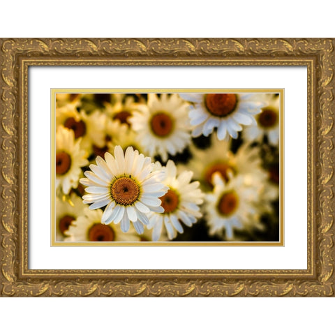 Daisies Gold Ornate Wood Framed Art Print with Double Matting by Lee, Rachel