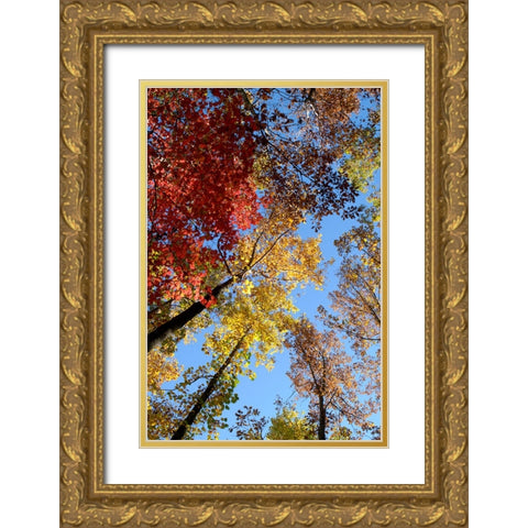 Fall Trees Gold Ornate Wood Framed Art Print with Double Matting by Lee, Rachel