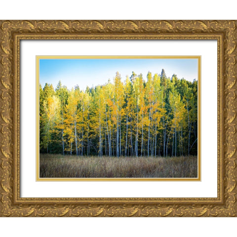 Fall Trees 10 Gold Ornate Wood Framed Art Print with Double Matting by Lee, Rachel