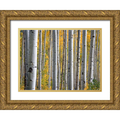 Fall Trees 11 Gold Ornate Wood Framed Art Print with Double Matting by Lee, Rachel