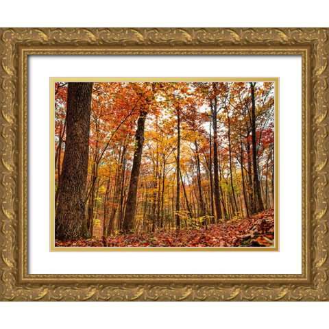 Fall Trees 19 Gold Ornate Wood Framed Art Print with Double Matting by Lee, Rachel