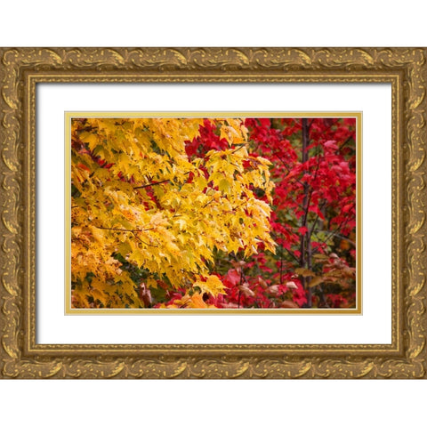 Fall Trees 2 Gold Ornate Wood Framed Art Print with Double Matting by Lee, Rachel
