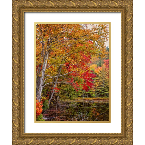 Fall Trees 7 Gold Ornate Wood Framed Art Print with Double Matting by Lee, Rachel
