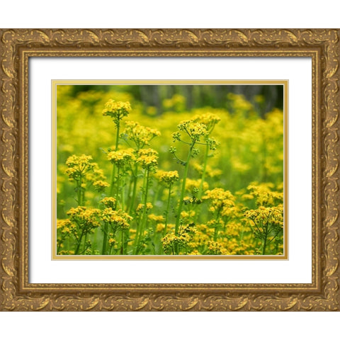 Field 16 Gold Ornate Wood Framed Art Print with Double Matting by Lee, Rachel